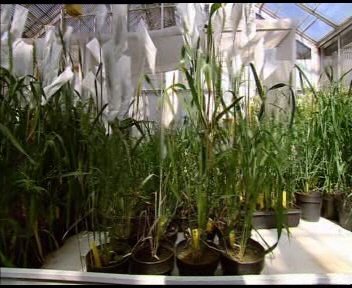 plantas (6)  MAQUINAS